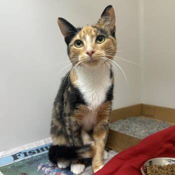 Trudy -  Domestic Medium Hair Cat for Adoption in Charleston, West Virginia - Trudy | PetCurious