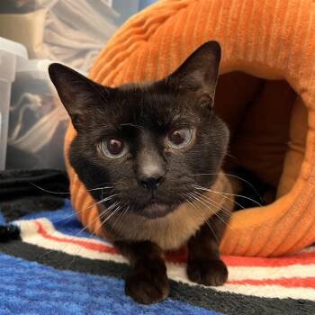 BENNY -  Siamese Cat for Adoption in Methuen, Massachusetts - BENNY | PetCurious