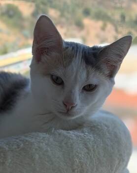 Peninsula: Clara -  Dilute Calico Cat for Adoption in Palo Alto, California - Peninsula: Clara | PetCurious