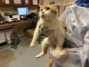 Domestic Medium Hair Cats Available for Adoption - MR. FLUFF | PetCurious