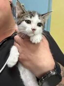 Sifaka -  Domestic Short Hair Cat for Adoption in Manitowoc, Wisconsin - Sifaka | PetCurious