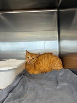 Domestic Short Hair Cats Available for Adoption - Marmalade | PetCurious