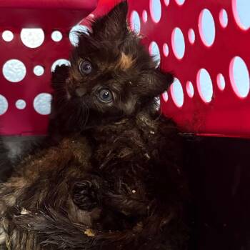 Tower of Terror -  Domestic Short Hair Cat for Adoption in Greensboro, North Carolina - Tower Of Terror | PetCurious