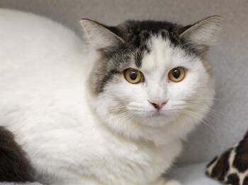Domestic Short Hair Cats Available for Adoption in Phoenix, Arizona - DAFFODIL | PetCurious