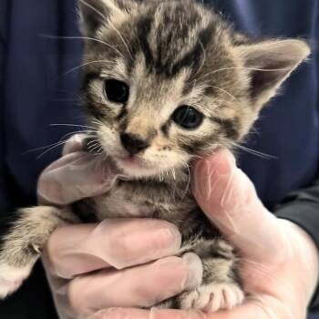 Domestic Short Hair Cats Available for Adoption in Vineland, New Jersey - Rolo | PetCurious