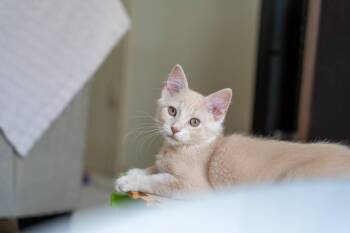 Domestic Medium Hair Cats Available for Adoption in Dallas, Texas - Groot 0131 | PetCurious