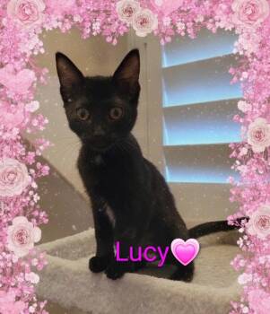 Lucy -  Domestic Short Hair Cat for Adoption in Las Vegas, Nevada - Lucy | PetCurious
