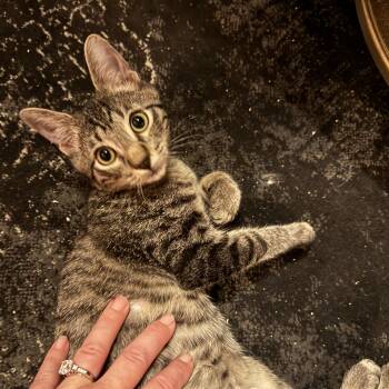 Tarsney the Tank, see his story -  Domestic Short Hair Cat for Adoption in Lee