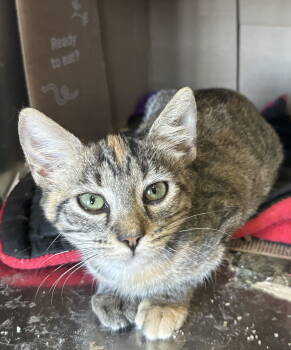 Rescue Domestic Short Hair Cats for Adoption in Coatesville, Pennsylvania - Truffle | PetCurious