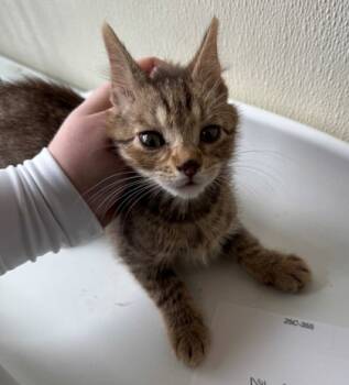 Rescue Domestic Short Hair Cats for Adoption in Willmar, Minnesota - Fly Guy | PetCurious