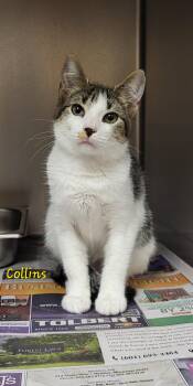 Collins -  Domestic Short Hair Cat for Adoption in Marion, Mississippi - Collins | PetCurious