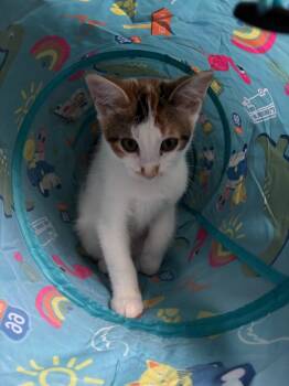 Arda -  Domestic Short Hair Cat for Adoption in Arthur, Ontario - Arda | PetCurious