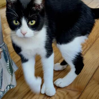 Toe-toe -  Domestic Short Hair Cat for Adoption in Frankfort, Michigan - Toe-toe | PetCurious