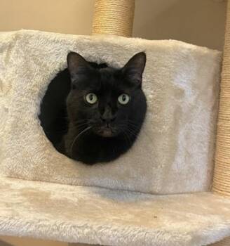 Blackjack -  Domestic Short Hair Cat for Adoption in Quakertown, Pennsylvania - Blackjack | PetCurious