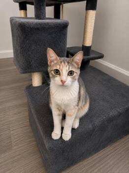 Miranda -  Calico Cat for Adoption in Calimesa, California - Miranda | PetCurious