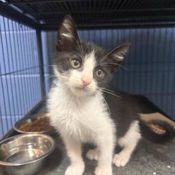 Itsy -  Domestic Short Hair Cat for Adoption in Charleston, South Carolina - Itsy | PetCurious