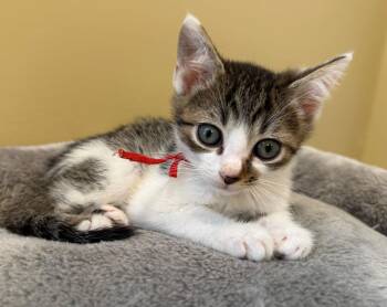 Stumbles-Not at the shelter (Faith) Av 7/3 -  Domestic Short Hair and Tabby Cat for Adoption in Rustburg, Virginia - Stumbles-Not At The Shelter (Faith) Av 7/3 | PetCurious