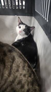 Rescue Domestic Short Hair Cats for Adoption in West Chester, Pennsylvania - Butch | PetCurious