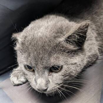 Domestic Short Hair Cats Available for Adoption - Shoshanna | PetCurious