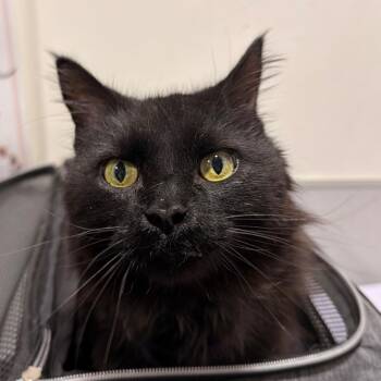 Domestic Long Hair Cats Available for Adoption in Clearwater, Florida - Salem | PetCurious