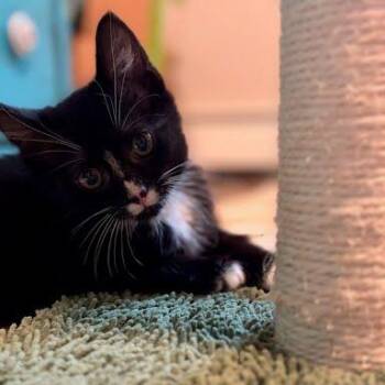 Dani -  Domestic Medium Hair Cat for Adoption in South Elgin, Illinois - Dani | PetCurious