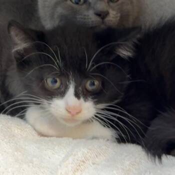 Stunk -  Domestic Short Hair Cat for Adoption in Pittsburgh, Pennsylvania - Stunk | PetCurious