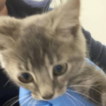 72169 -  Domestic Short Hair Cat for Adoption in Harrisonburg, Virginia - 72169 | PetCurious