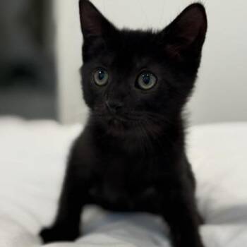 Honda Civic -  Domestic Short Hair Cat for Adoption in Cumming, Georgia - Honda Civic | PetCurious