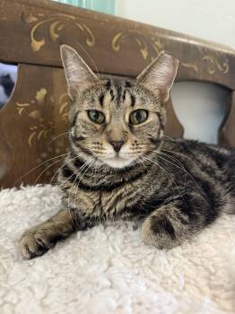 Pecan Pie -  Tabby and Domestic Short Hair Cat for Adoption in Dublin, Ohio - Pecan Pie | PetCurious
