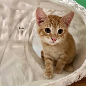 Emile -  Domestic Short Hair Cat for Adoption in Topsham, Maine - Emile | PetCurious