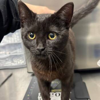 Domestic Short Hair Cats Available for Adoption in Greenville, South Carolina - Keeler | PetCurious