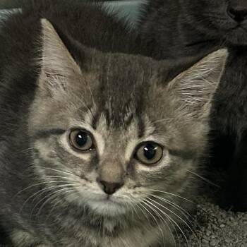 Hayley Williams -  Domestic Short Hair Cat for Adoption in Waynesville, North Carolina - Hayley Williams | PetCurious