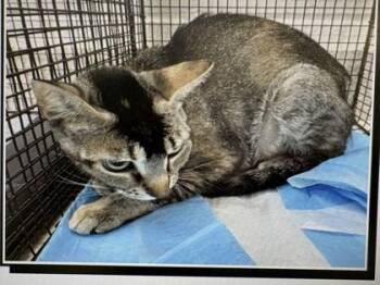 Grouper -  Domestic Short Hair Cat for Adoption in Daytona Beach, Florida - Grouper | PetCurious