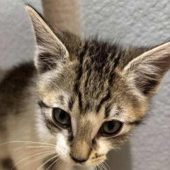New York -  Domestic Short Hair Cat for Adoption in Pleasanton, California - New York | PetCurious