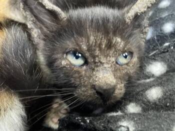 Rescue Domestic Short Hair Cats for Adoption in Palmetto, Florida - A132210 | PetCurious