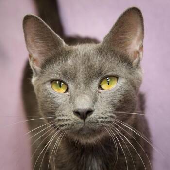 Stormy -  Domestic Short Hair Cat for Adoption in Versailles, Kentucky - Stormy | PetCurious