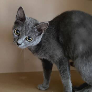 Craisin -  Domestic Short Hair Cat for Adoption in Brownsboro, Alabama - Craisin | PetCurious