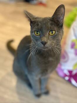 Domestic Short Hair Cats Available for Adoption - Jewel | PetCurious