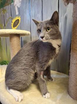 CHICK-A-DEE -  Domestic Short Hair Cat Available for Adoption in Ironwood, Michigan - CHICK-A-DEE | PetCurious