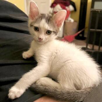 Lapis* -  Domestic Short Hair Cat for Adoption in San Gabriel, California - Lapis* | PetCurious