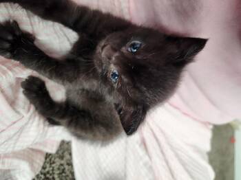 Domestic Short Hair Cats Available for Adoption in Fruit Heights, Utah - Prue | PetCurious