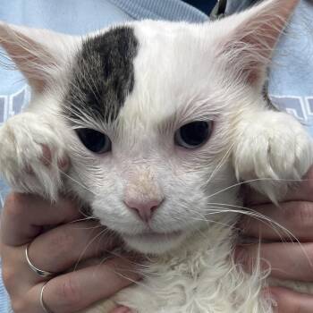 George -  Domestic Medium Hair Cat for Adoption in Charlottesville, Virginia - George | PetCurious