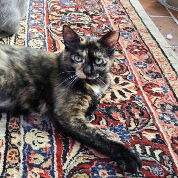 Patchwork -  Tortoiseshell and Domestic Short Hair Cat for Adoption in Lombard, Illinois - Patchwork | PetCurious