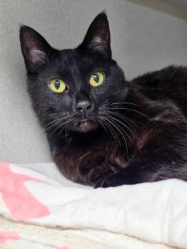 Bart -  Domestic Short Hair Cat for Adoption in Bloomington, Indiana - Bart | PetCurious