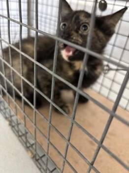 963-26 -  Domestic Short Hair Cat for Adoption in Cumming, Georgia - 963-26 | PetCurious