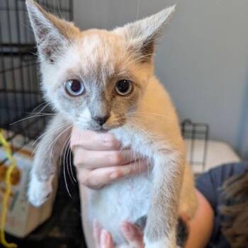 Count Scratchula -  Domestic Medium Hair and Siamese Cat for Adoption in Granville, Ohio - Count Scratchula | PetCurious