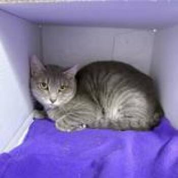 Buster -  Domestic Short Hair Cat for Adoption in Hilliard, Ohio - Buster | PetCurious