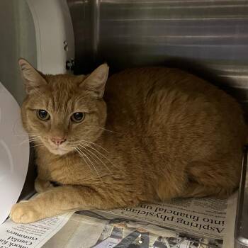 Domestic Short Hair Cats Available for Adoption in Oak Park, Illinois - Alpha | PetCurious