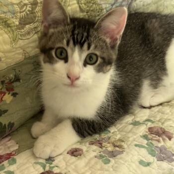 Pop -  Domestic Short Hair Cat for Adoption in Mineral Point, Wisconsin - Pop | PetCurious