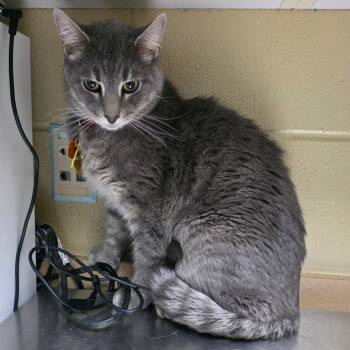 Paulie -  Domestic Short Hair and Mixed Breed Cat for Adoption in Cheyenne, Wyoming - Paulie | PetCurious
